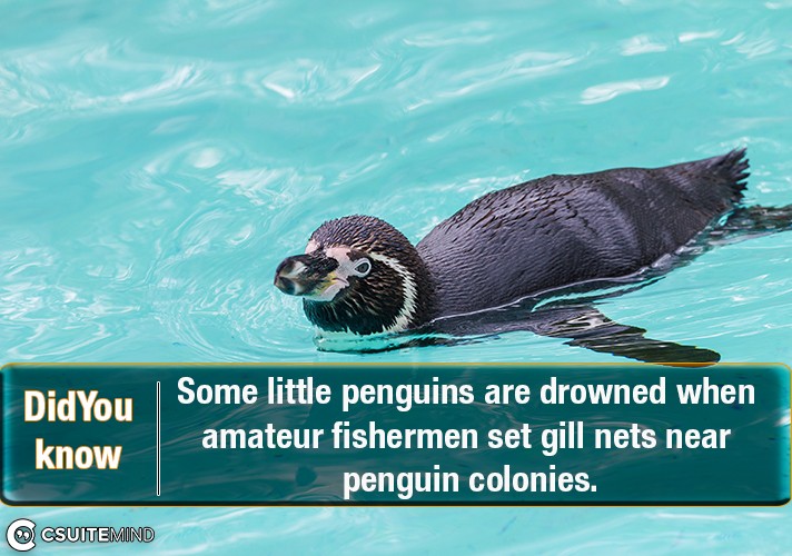 Some little penguins are drowned when amateur fishermen set gill nets near penguin colonies.