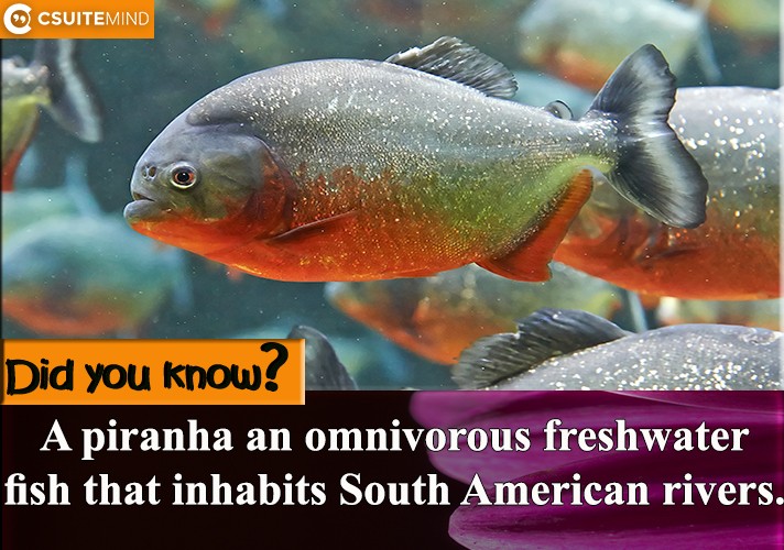 A piranha an omnivorous freshwater fish that inhabits South American rivers.
