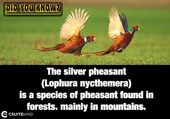 The silver pheasant (Lophura nycthemera) is a species of pheasant found in forests, mainly in mountains.
