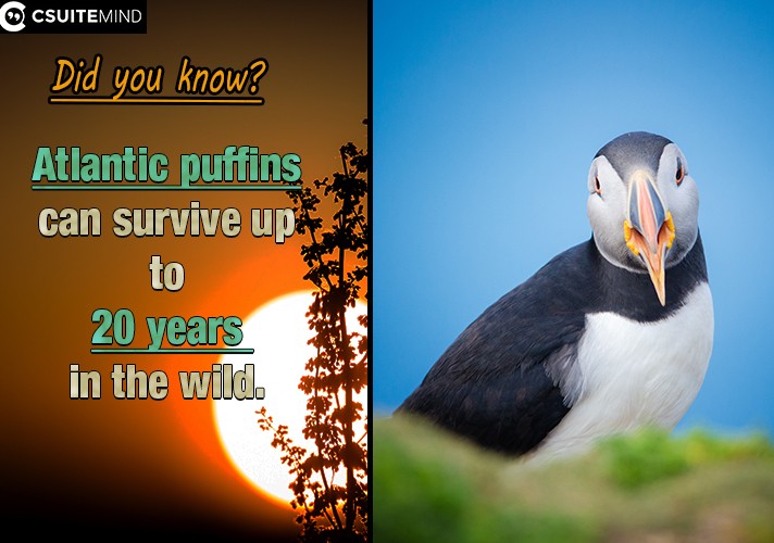 Atlantic puffins can survive up to 20 years in the wild.
