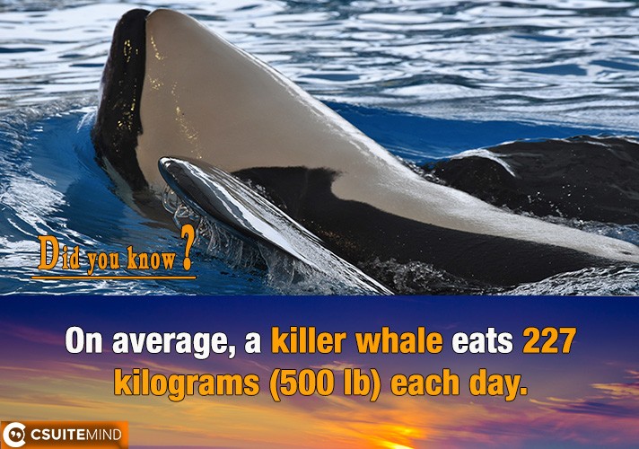 On average, a killer whale eats 227 kilograms (500 lb) each day.
