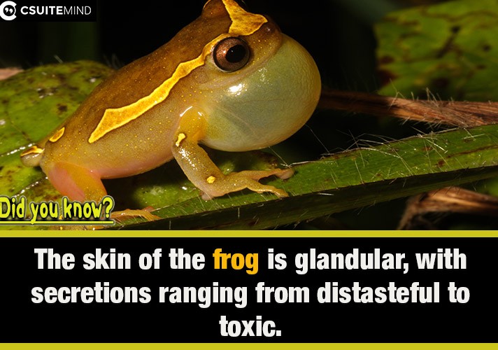 . The skin of the frog is glandular, with secretions ranging from distasteful to toxic.

