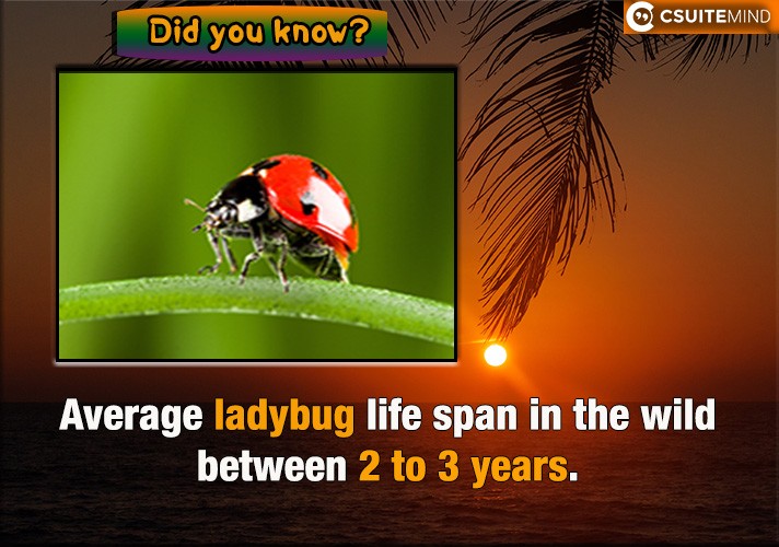 Average ladybug life span in the wild between 2 to 3 years.
