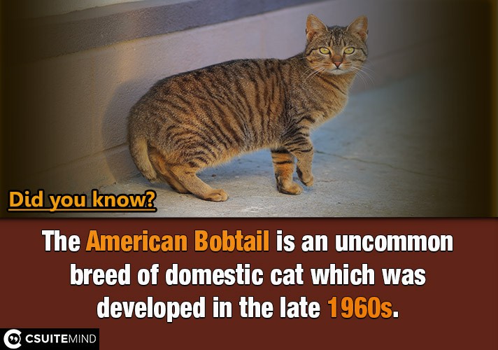 The American Bobtail is an uncommon breed of domestic cat which was developed in the late 1960s.
