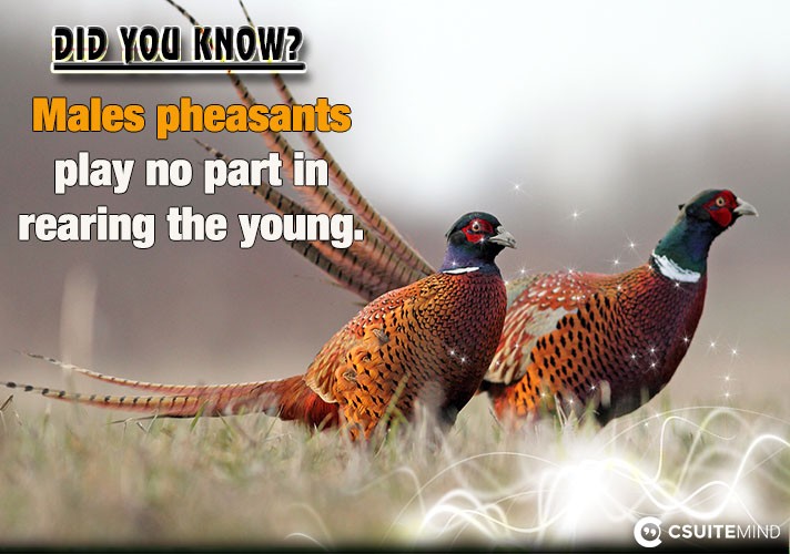  Males pheasants play no part in rearing the young.

