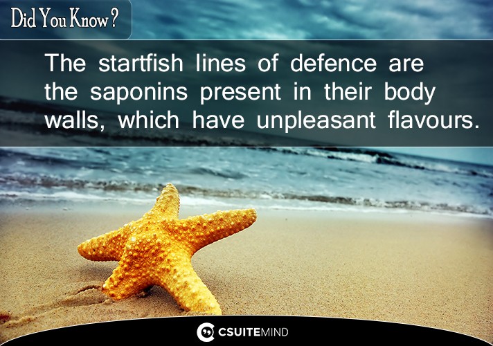 The startfish  lines of defence are the saponins present in their body walls, which have unpleasant flavours.