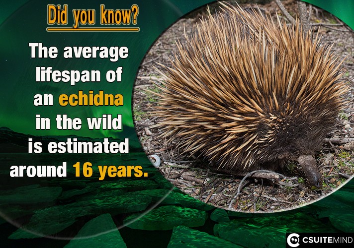 The average lifespan of an echidna in the wild is estimated around 16 years.

