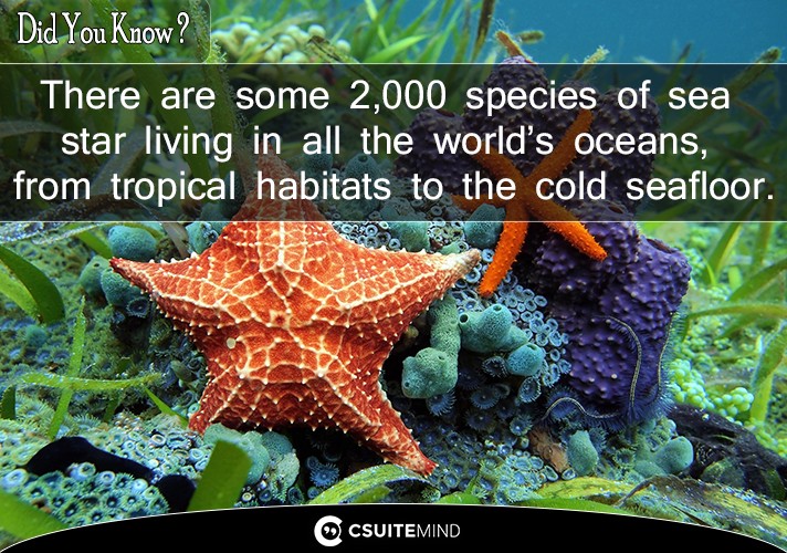 There are some 2,000 species of sea star living in all the world’s oceans, from tropical habitats to the cold seafloor.