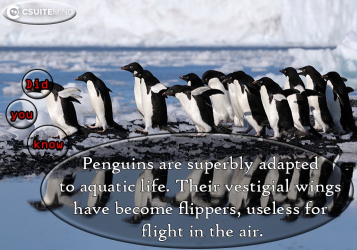 Penguins are superbly adapted to aquatic life. Their vestigial wings have become flippers, useless for flight in the air.