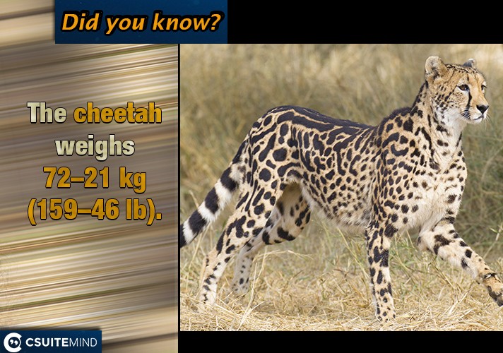 The cheetah weighs 21–72 kg (46–159 lb). 
