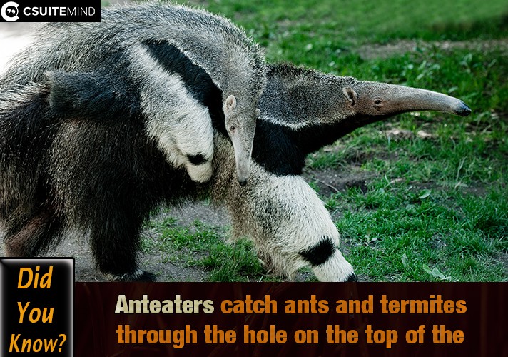 Anteaters catch ants and termites through the hole on the top of the anthill.
