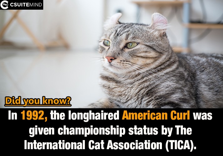 In 1992, the longhaired American Curl was given championship status by The International Cat Association (TICA). 
