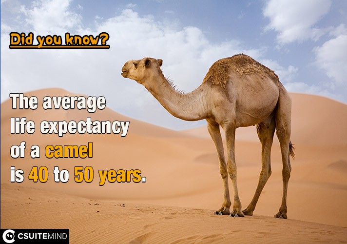 The average life expectancy of a camel is 40 to 50 years.
