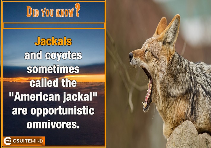 Jackals and coyotes sometimes called the 