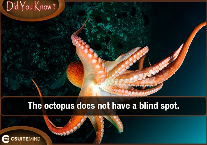the-octopus-does-not-have-a-blind-spot