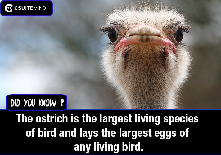 the-ostrich-is-the-largest-living-species-of-bird-and-lays-the-largest-eggs-of-any-living-bird