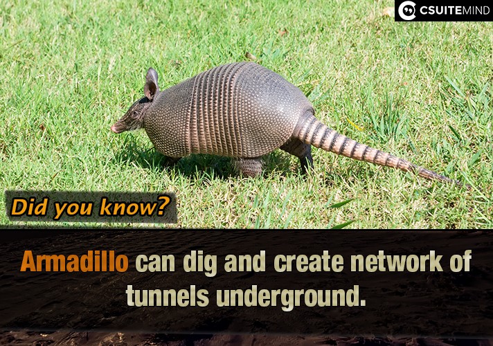  Armadillo can dig and create network of tunnels underground.
