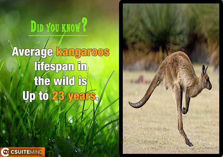 Average kangaroos lifespan in the wild is Up to 23 years.