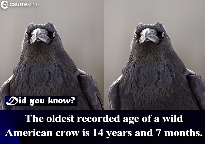 The oldest recorded age of a wild American crow is 14 years and 7 months.

