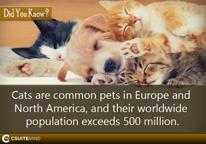 Cats are common pets in Europe and North America, and their worldwide population exceeds 500 million