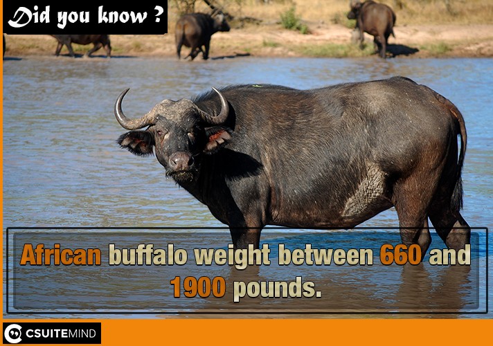 African buffalo weight between 660 and 1900 pounds.