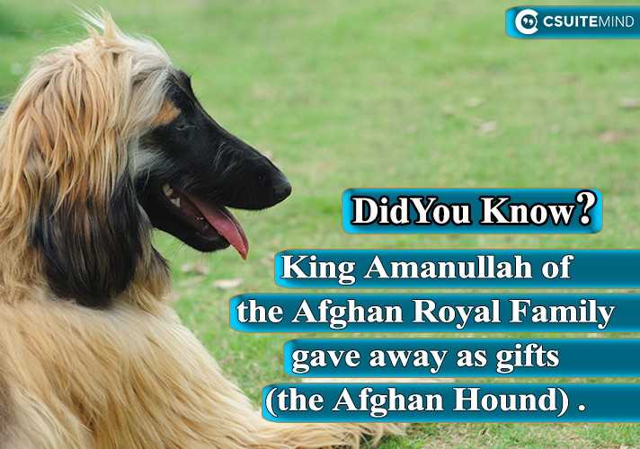 king-amanullah-of-the-afghan-royal-family-gave-away-as-gifts-the-afghan-hound