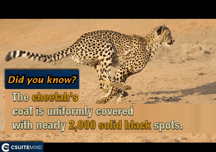 The cheetah's coat is uniformly covered with nearly 2,000 solid black spots.

