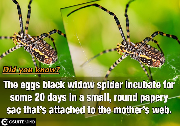 The eggs black widow spider incubate for some 20 days in a small, round papery sac that’s attached to the mother’s web. 
