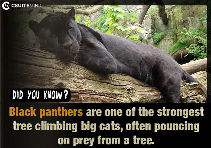   Black panthers are one of the strongest tree climbing big cats, often pouncing on prey from a tree, 
