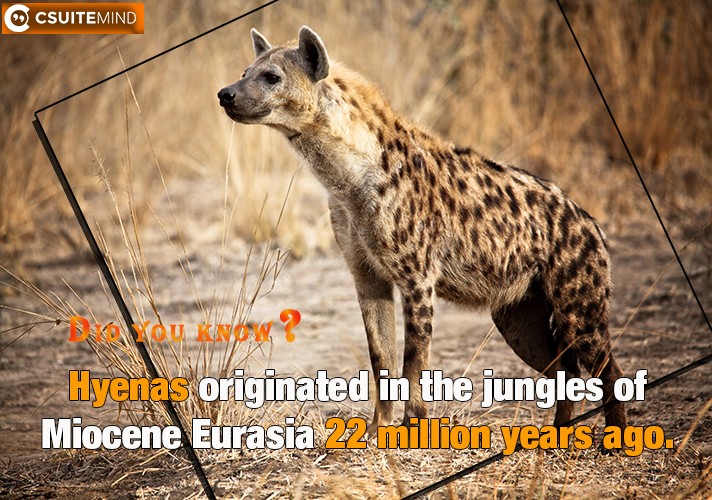 Hyenas originated in the jungles of Miocene Eurasia 22 million years ago.