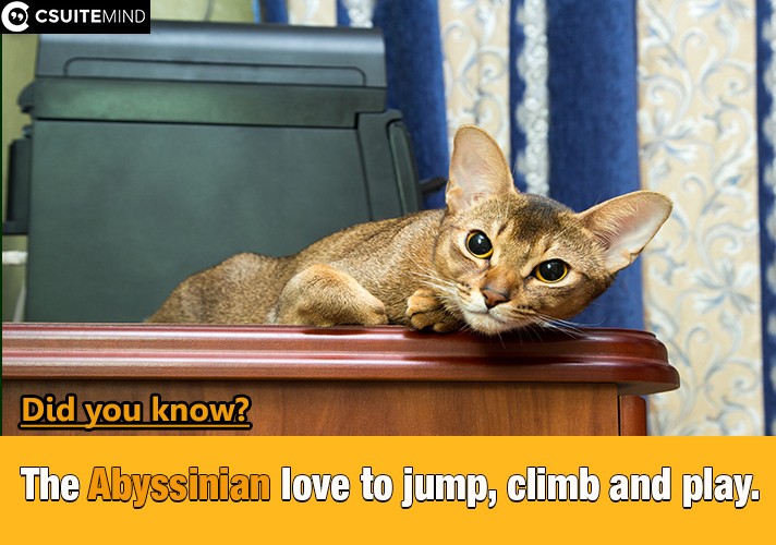 The Abyssinian love to jump, climb and play.