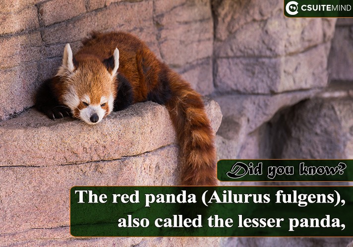 The red panda (Ailurus fulgens), also called the lesser panda,
