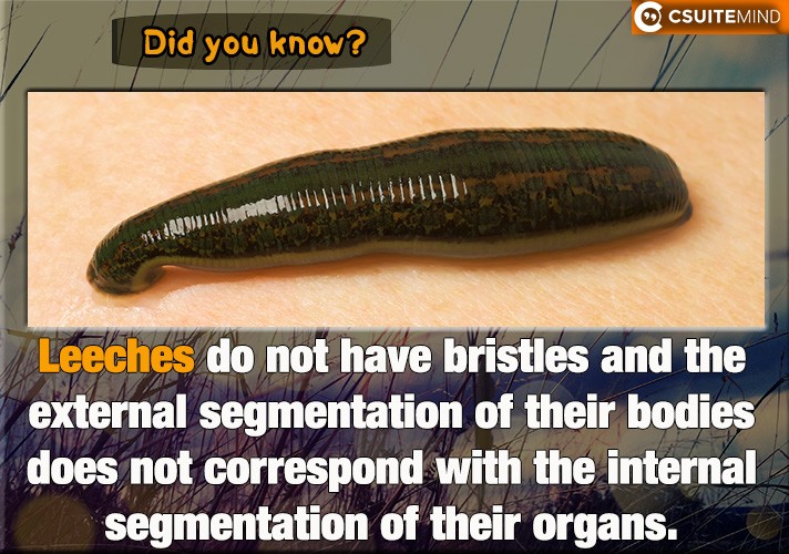  Leeches do not have bristles and the external segmentation of their bodies does not correspond with the internal segmentation of their organs. 
