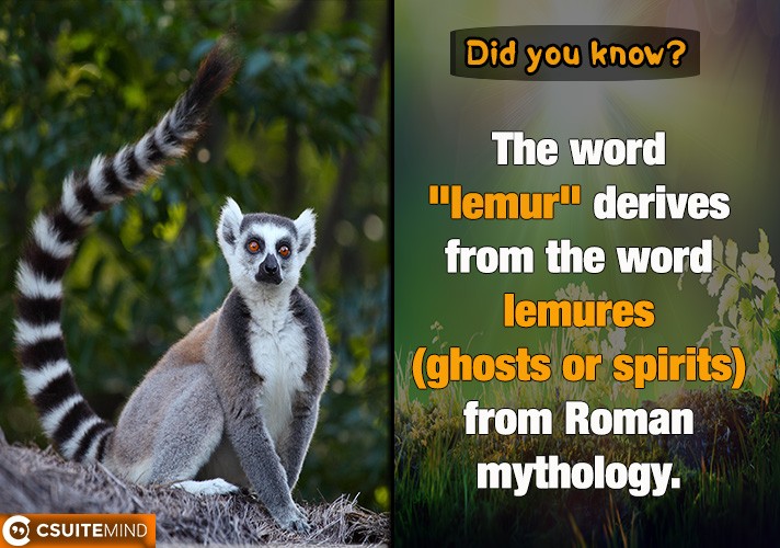 the-word-lemur-derives-from-the-word-lemures-ghosts-or-spirits-from-roman-mythology