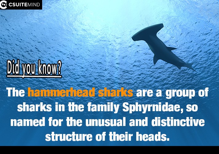 The hammerhead sharks are a group of sharks in the family Sphyrnidae, so named for the unusual and distinctive structure of their heads.
