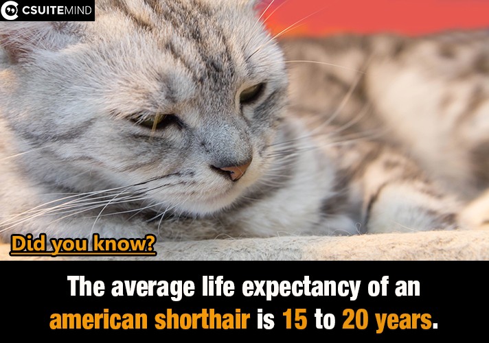 The average life expectancy of an american shorthair is 15 to 20 years.
