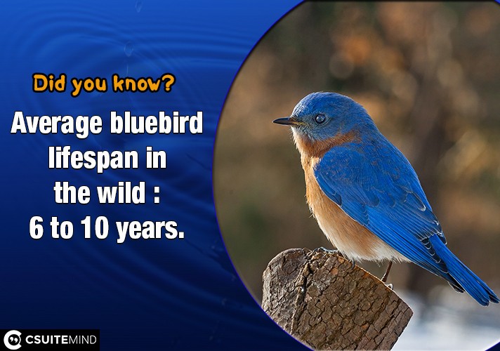 Average bluebird  lifespan in the wild : 6 to 10 years.
