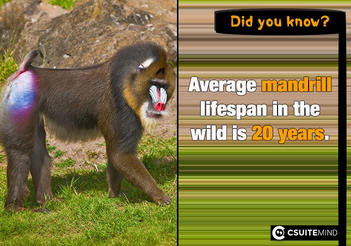 Average mandrill lifespan in the wild is 20 years.
