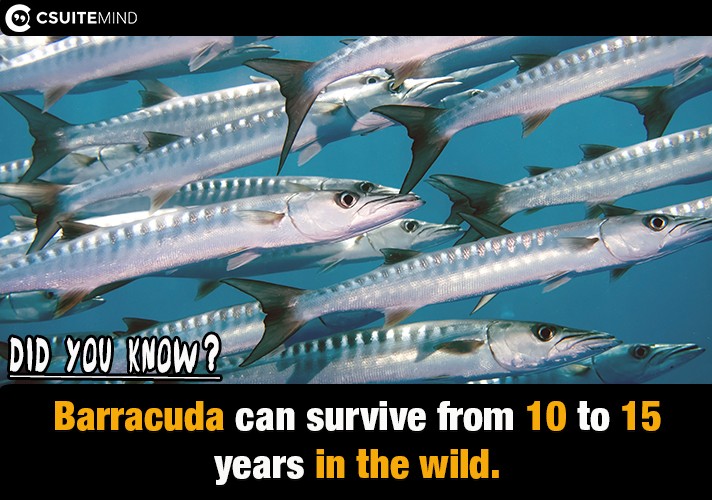 Barracuda can survive from 10 to 15 years in the wild.
