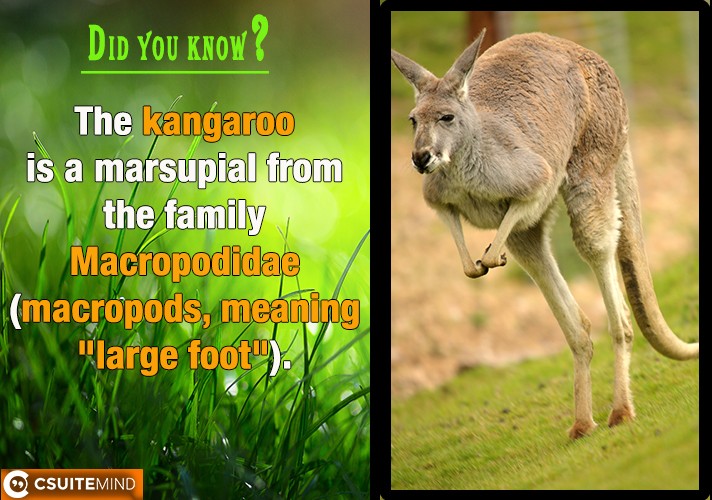 The kangaroo is a marsupial from the family Macropodidae (macropods, meaning 