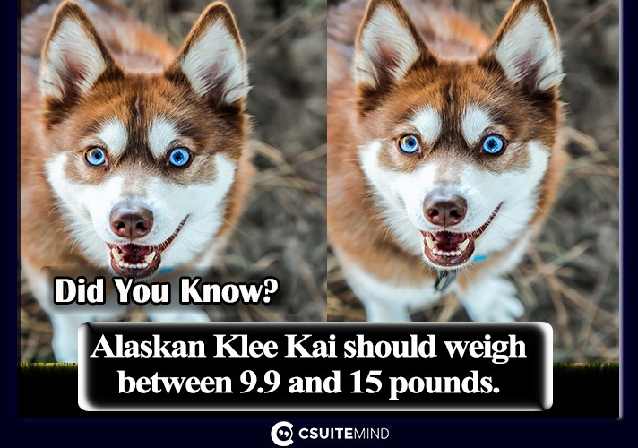 Alaskan Klee Kai should weigh between 9.9 and 15 pounds.
