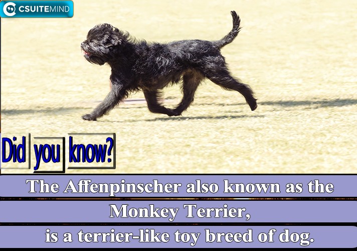 the-affenpinscher-also-known-as-the-monkey-terrier-is-a-terrier-like-toy-breed-of-dog