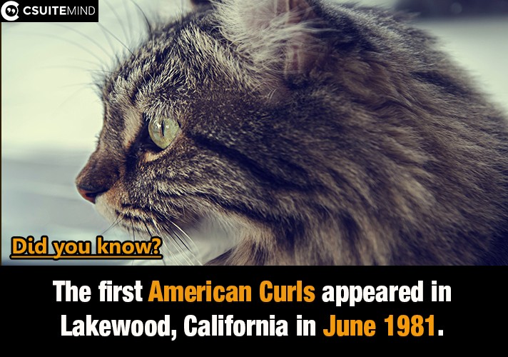 The first American Curls appeared  in Lakewood, California in June 1981.
