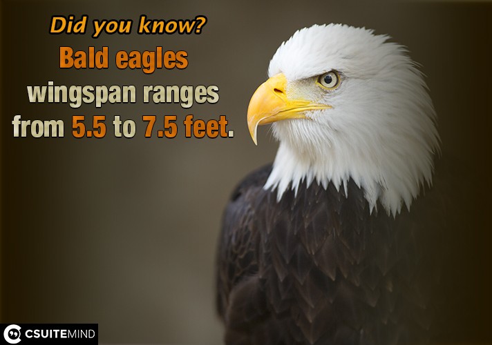 Bald eagles wingspan ranges from 5.5 to 7.5 feet.
