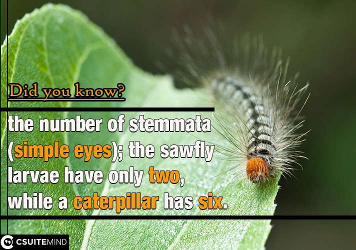 the number of stemmata (simple eyes); the sawfly larvae have only two, while a caterpillar has six.

