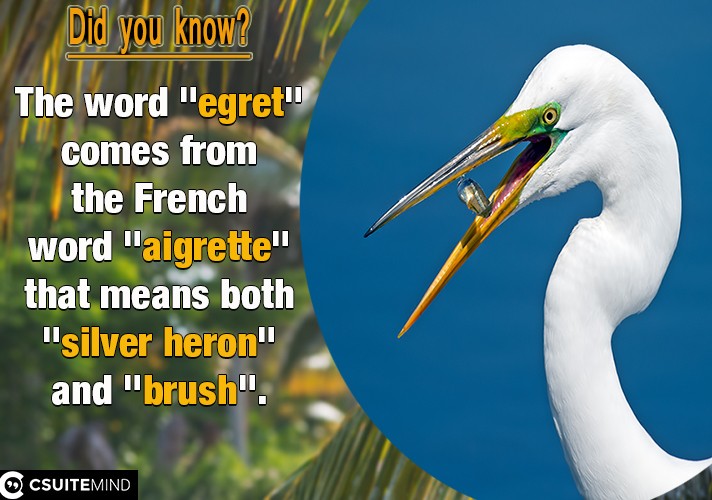 Several of the egrets have been reclassified from one genus to another in recent years.
