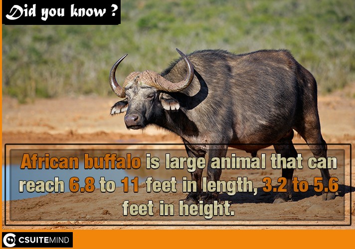Fact : African buffalo is large animal that can reach  to 11 feet in  length,  to  feet in height.