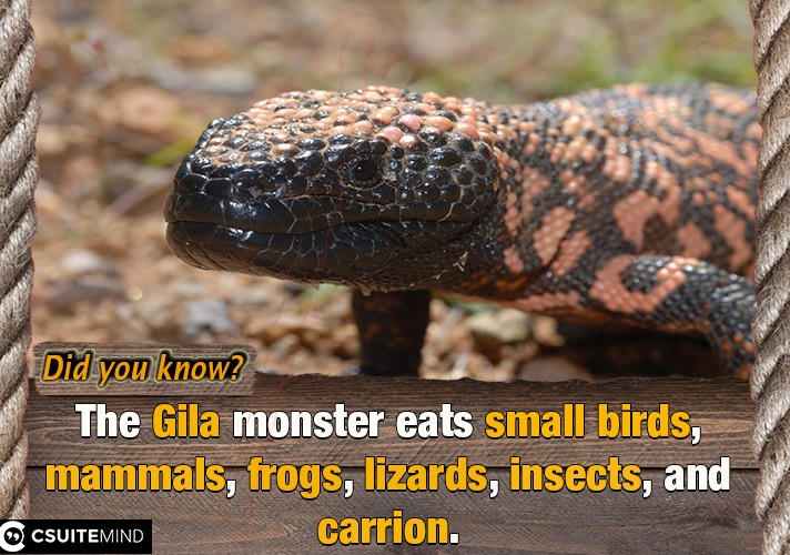 The Gila monster eats small birds, mammals, frogs, lizards, insects, and carrion.

