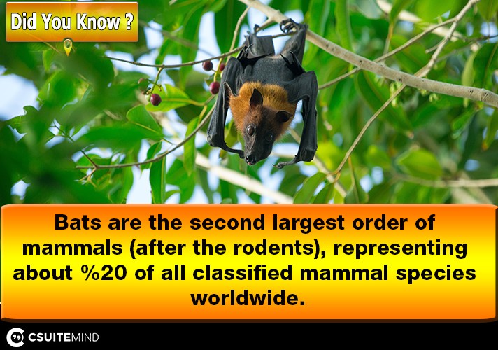 bats-are-the-second-largest-order-of-mammals-after-the-rodents-representing-about-20-of-all-classified-mammal-species-worldwide