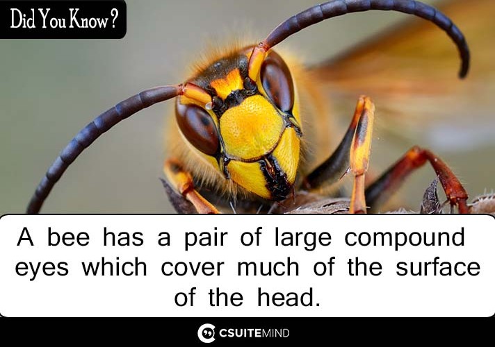A bee has a pair of large compound eyes which cover much of the surface of the head. 